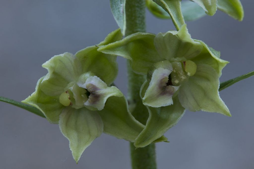 Epipactis helleborine da ID